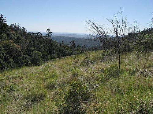 Bunya Mountains