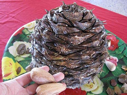 Bunya fruit and nuts