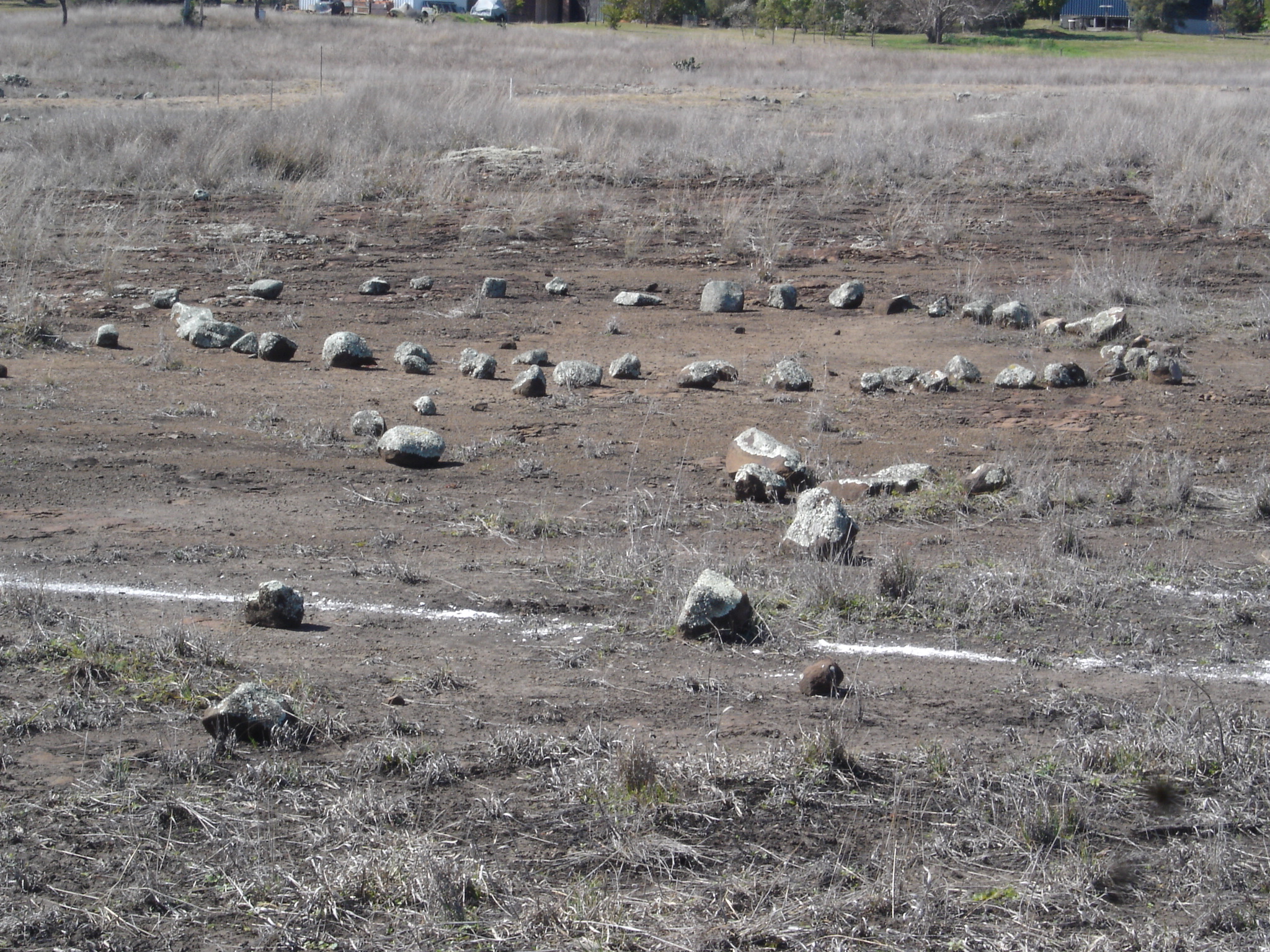DSC03274 emu without a head.JPG